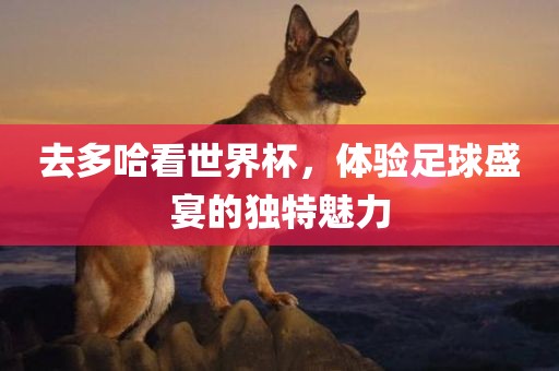 去多哈看世界杯，体验足球盛宴的独特魅力