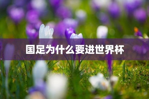国足为什么要进世界杯