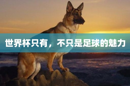 世界杯只有，不只是足球的魅力